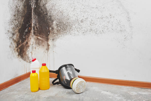 Best Mold Cleaning Services  in Vassar College, NY