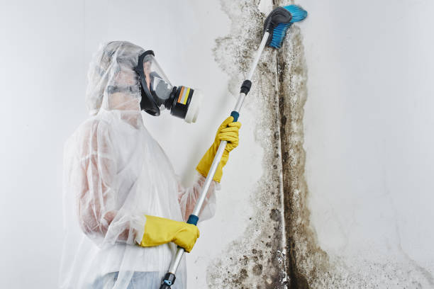 Best Certified Mold Removal  in Vassar College, NY