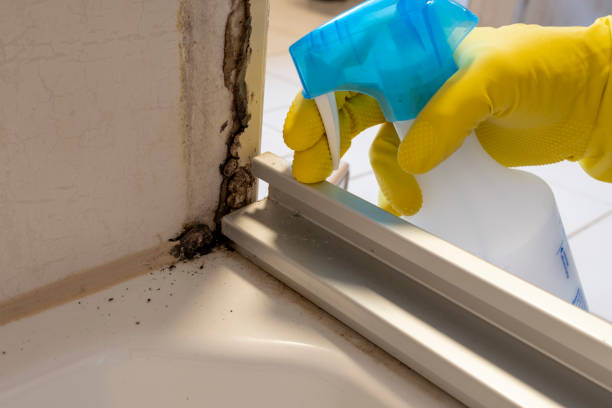 Best Commercial Mold Removal  in Vassar College, NY