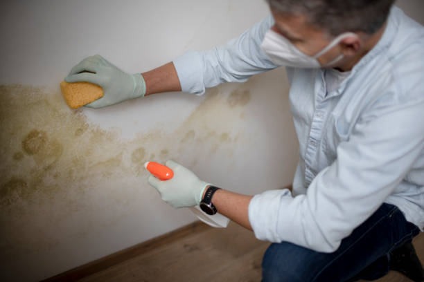 Best Fast Mold Removal  in Vassar College, NY