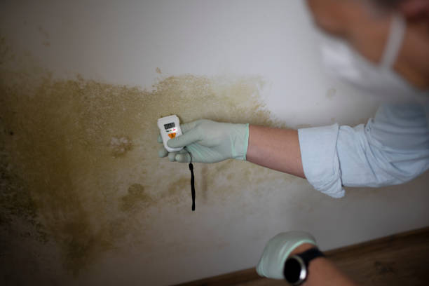 Best Mold Removal Company Near Me  in Vassar College, NY