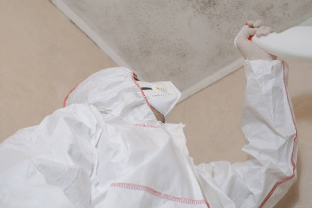 Trusted Vassar College, NY Mold Removal Experts