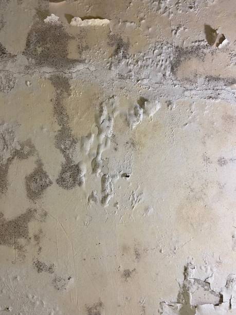 Best Certified Mold Removal  in Vassar College, NY