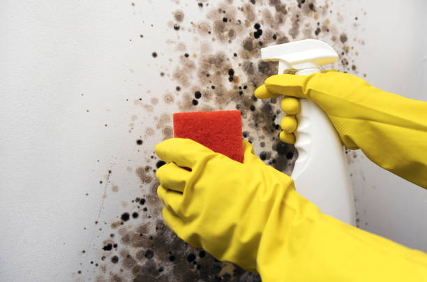 Best Mold Testing  in Vassar College, NY