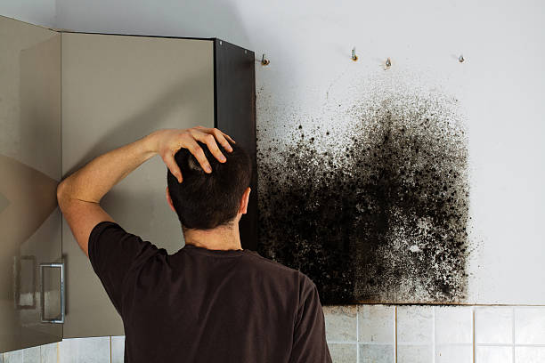 Best Mold Damage Repair  in Vassar College, NY