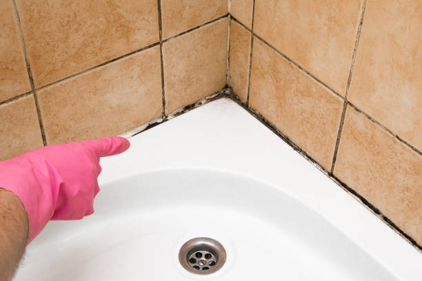 Best Fast Mold Removal  in Vassar College, NY